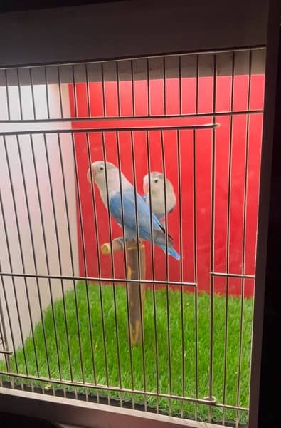 lovebirds breeder pair 1