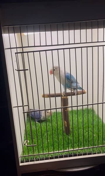 lovebirds breeder pair 2