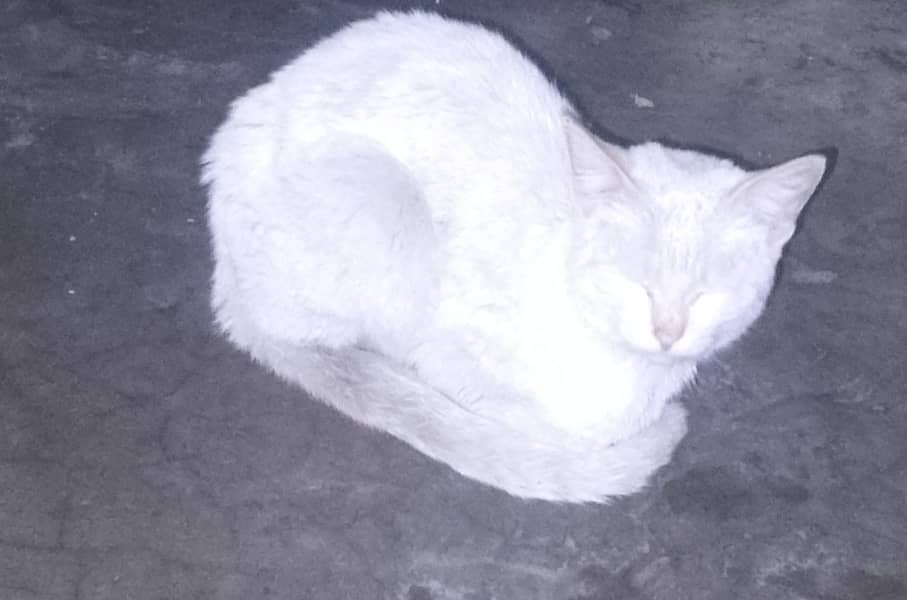 Diamond eye Persian cat for sale 0