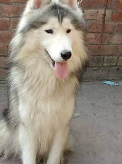 Husky dog | Siberian Husky | Husky Male | Dog For Sale | 03079429793