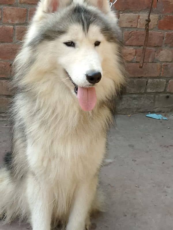 Husky Male Available for Sale 2