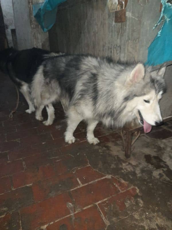 Husky Male Available for Sale 4