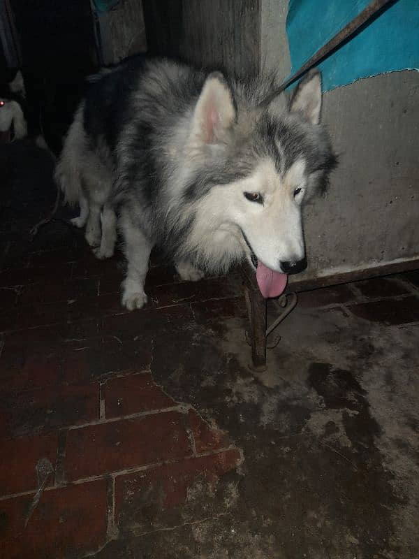 Husky Male Available for Sale 5