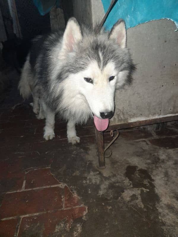 Husky Male Available for Sale 6