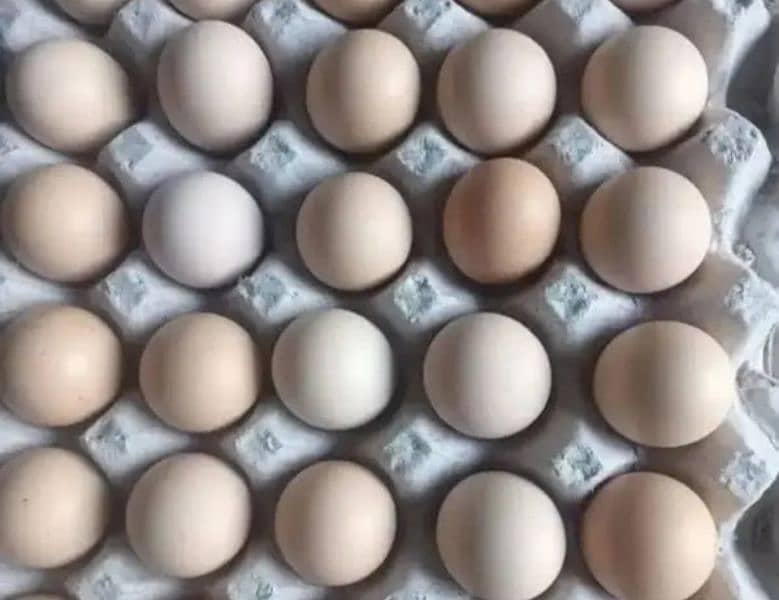 Eggs for Sale 0