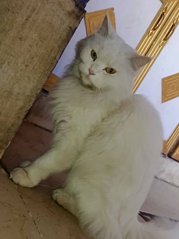 persian cat for sale 1