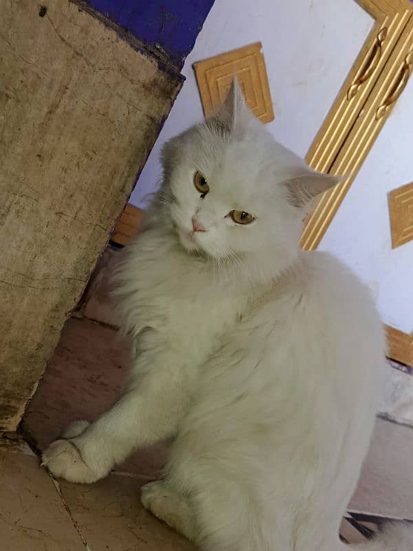 persian cat for sale 2