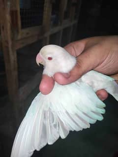 Albino Red Eyes Female