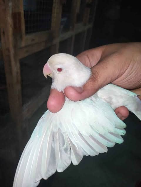 Albino Red Eyes Female 0