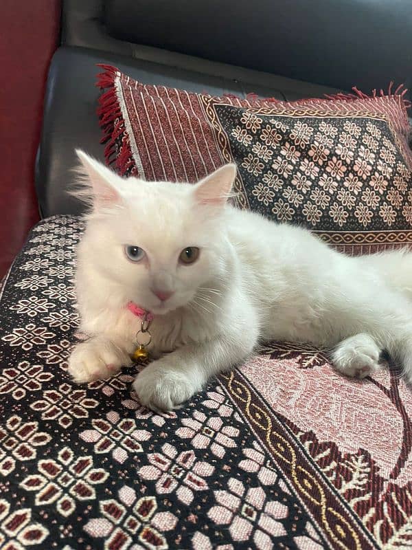 white persian cat good health 2