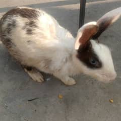 breed female rabbit