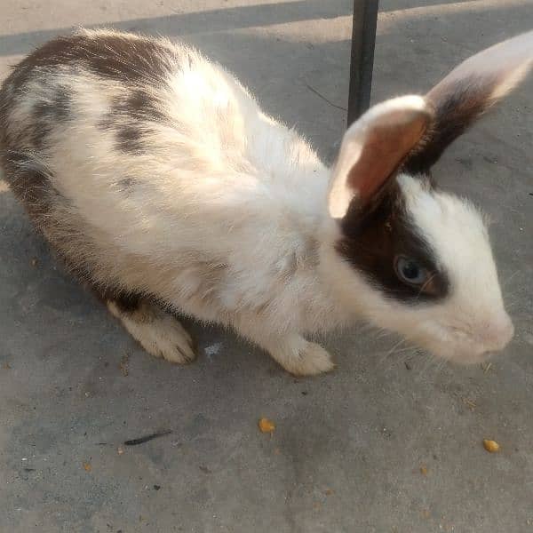 breed female rabbit 0