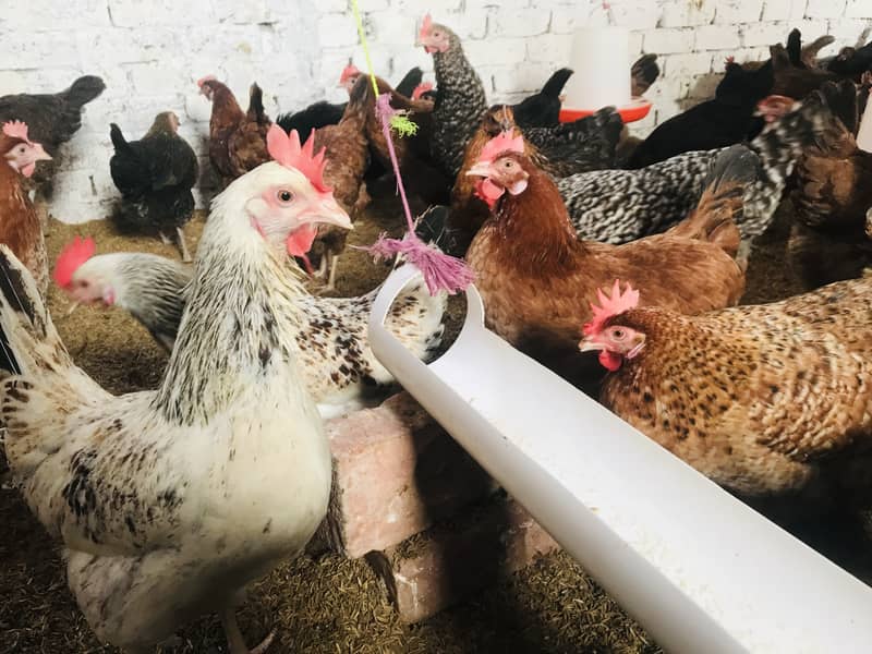 Desi Golden Misri, Egg laying hens 0