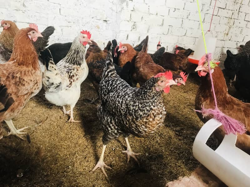 Desi Golden Misri, Egg laying hens 1