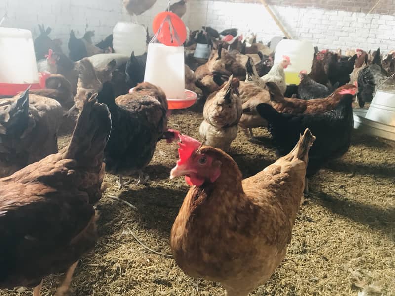 Desi Golden Misri, Egg laying hens 4