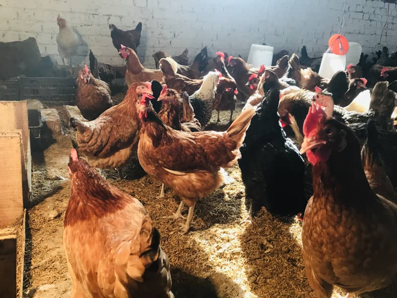 Desi Golden Misri, Egg laying hens 5