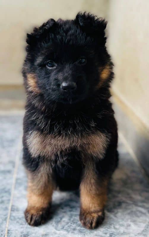 Gsd females  pups 4