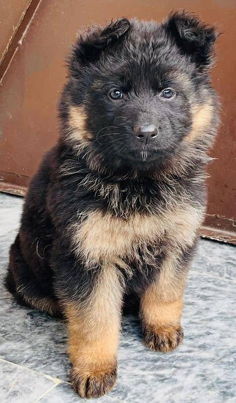 Gsd females  pups 7