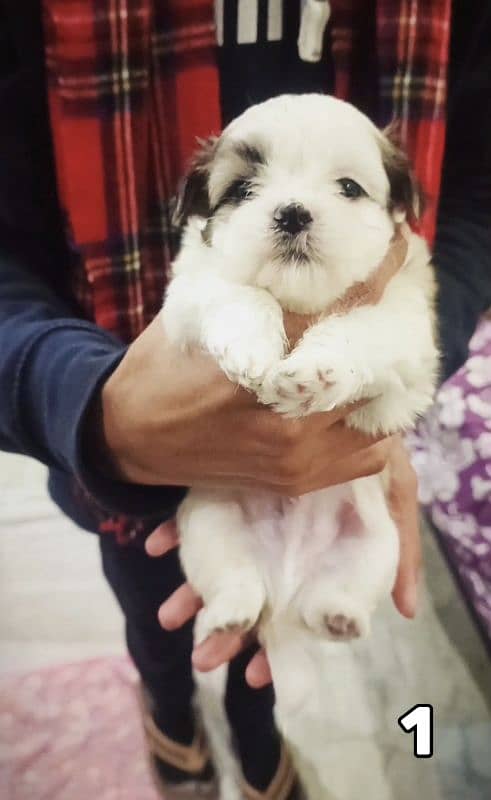 PURE SHIH TZU PUPPIES | HEAVY BONE | BEAUTIFUL PUPPIES FOR SALE 0