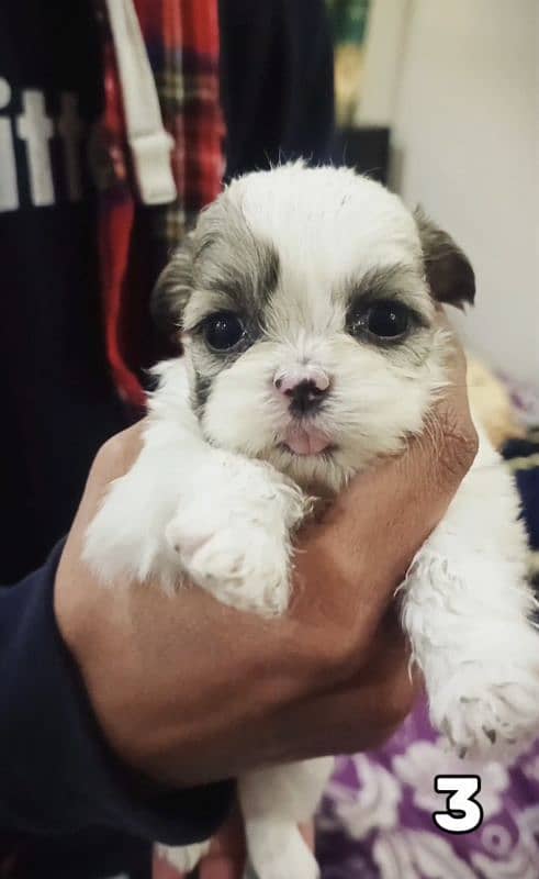 PURE SHIH TZU PUPPIES | HEAVY BONE | BEAUTIFUL PUPPIES FOR SALE 2