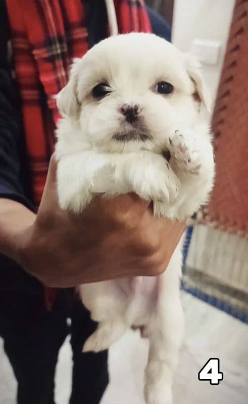 PURE SHIH TZU PUPPIES | HEAVY BONE | BEAUTIFUL PUPPIES FOR SALE 3