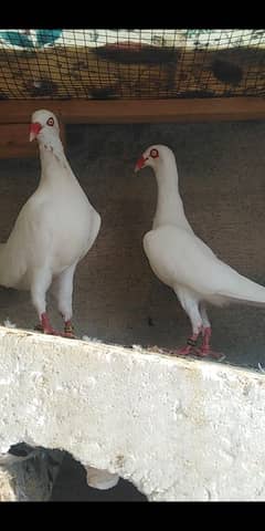 white Denish breeeder pair