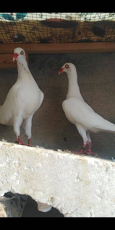 white Denish breeeder pair 0