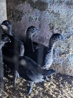 ayam cemani 1 month old 11 chicks grey tongue