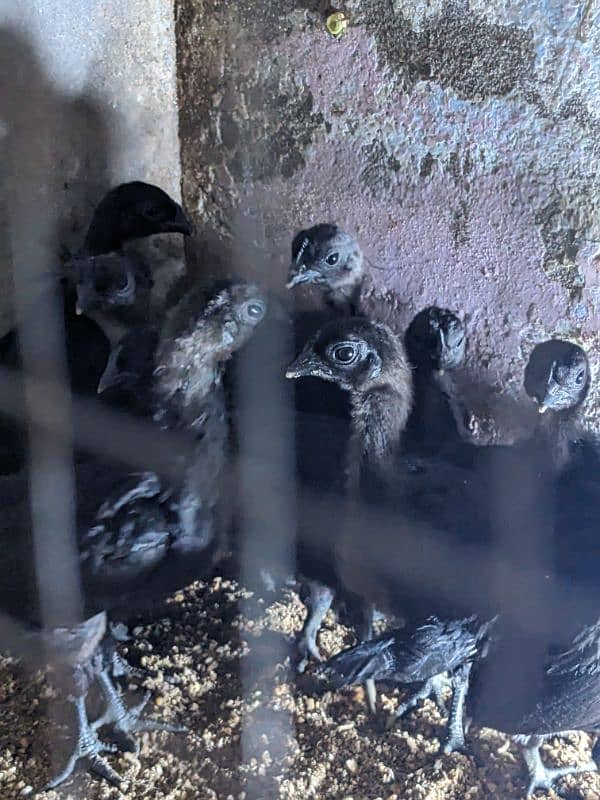 ayam cemani 1 month old 11 chicks grey tongue 1