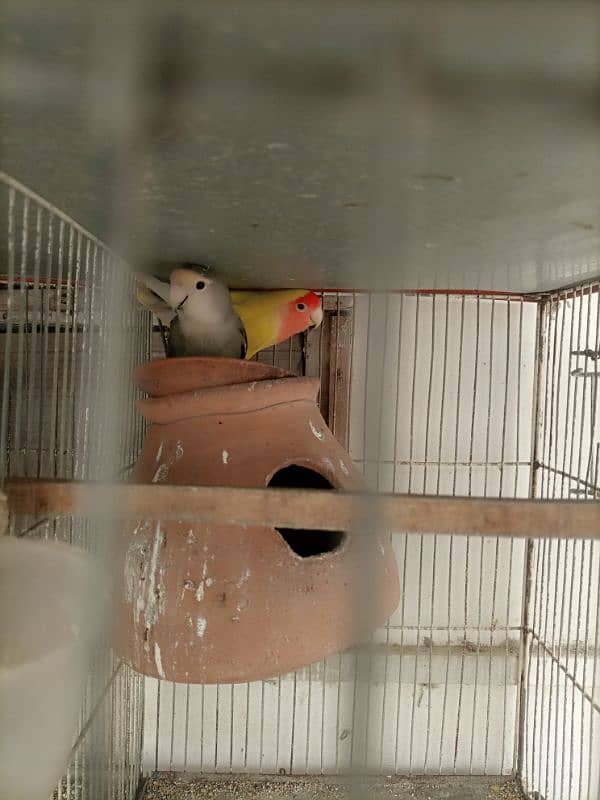 Lotino aur lovebirds Breeder pair Healthy rabta num 3072585543 0