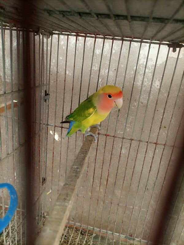 Lotino aur lovebirds Breeder pair Healthy rabta num 3072585543 1