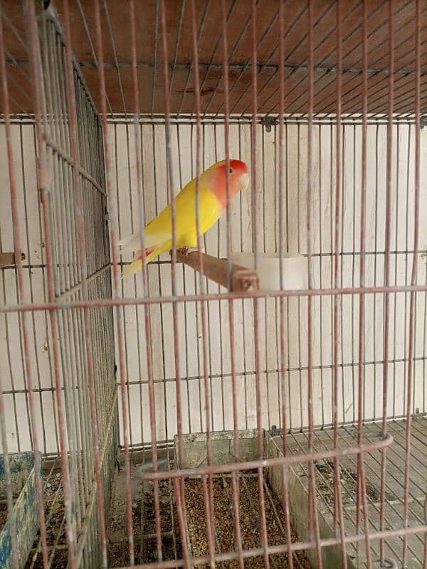 Lotino aur lovebirds Breeder pair Healthy rabta num 3072585543 2