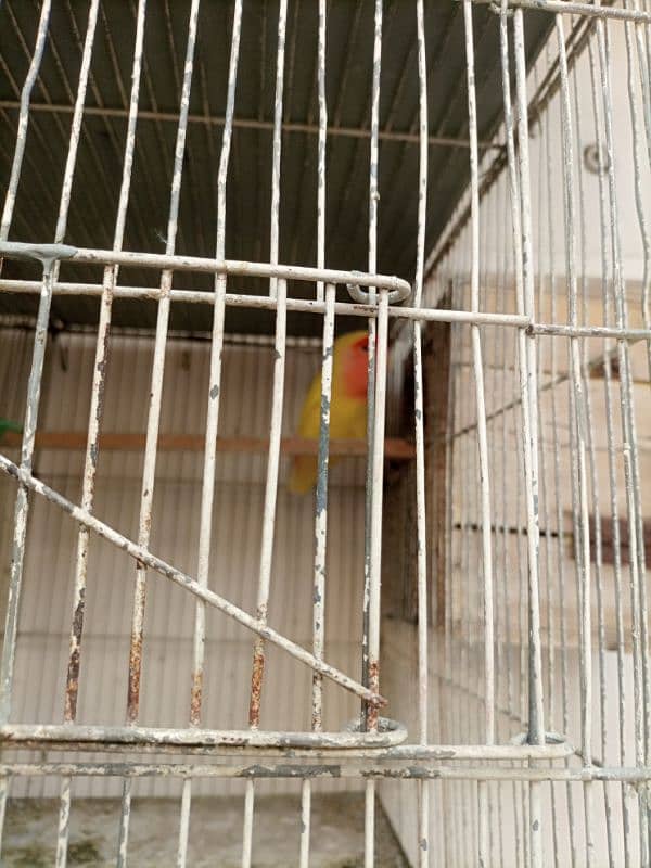 Lotino aur lovebirds Breeder pair Healthy rabta num 3072585543 3