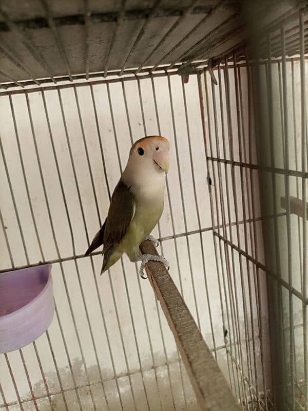 Lotino aur lovebirds Breeder pair Healthy rabta num 3072585543 5