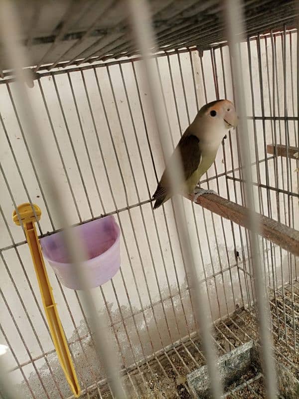 Lotino aur lovebirds Breeder pair Healthy rabta num 3072585543 6