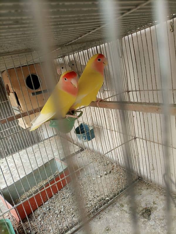 Lotino aur lovebirds Breeder pair Healthy rabta num 3072585543 7