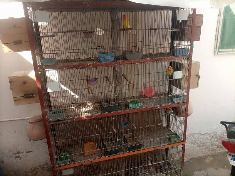 Lotino aur lovebirds Breeder pair Healthy rabta num 3072585543 8