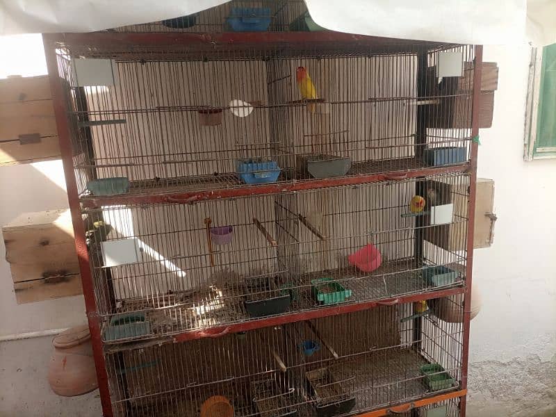 Lotino aur lovebirds Breeder pair Healthy rabta num 3072585543 9