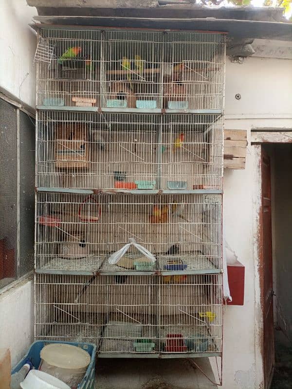 Lotino aur lovebirds Breeder pair Healthy rabta num 3072585543 10