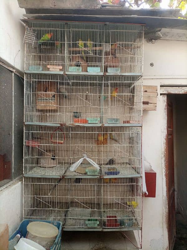 Lotino aur lovebirds Breeder pair Healthy rabta num 3072585543 11