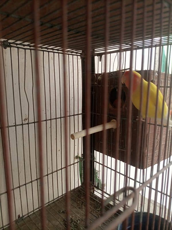 Lotino aur lovebirds Breeder pair Healthy rabta num 3072585543 12