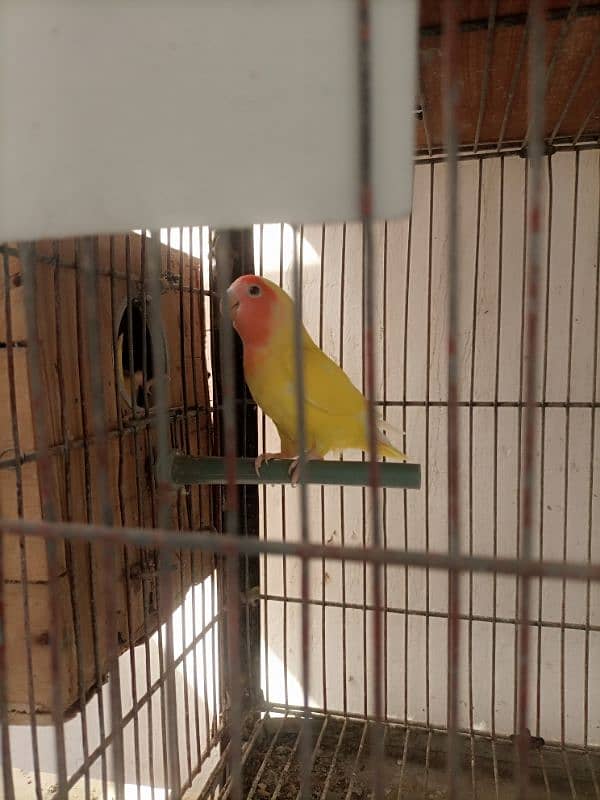 Lotino aur lovebirds Breeder pair Healthy rabta num 3072585543 13