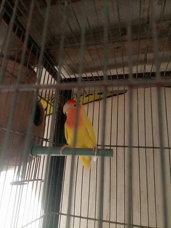 Lotino aur lovebirds Breeder pair Healthy rabta num 3072585543 14