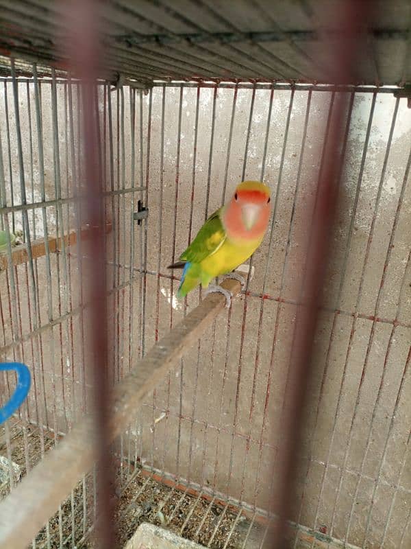 Lotino aur lovebirds Breeder pair Healthy rabta num 3072585543 15