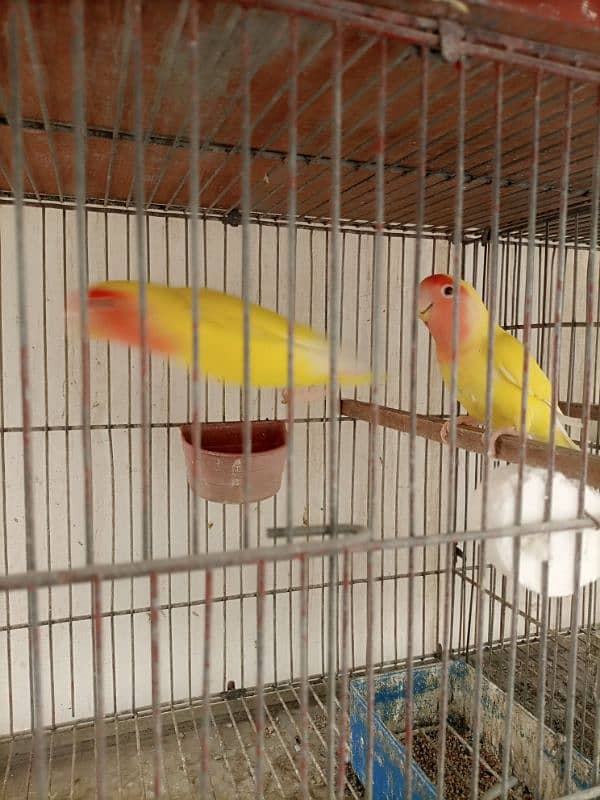 Lotino aur lovebirds Breeder pair Healthy rabta num 3072585543 16