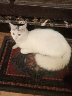 Male Persian kitten for sale