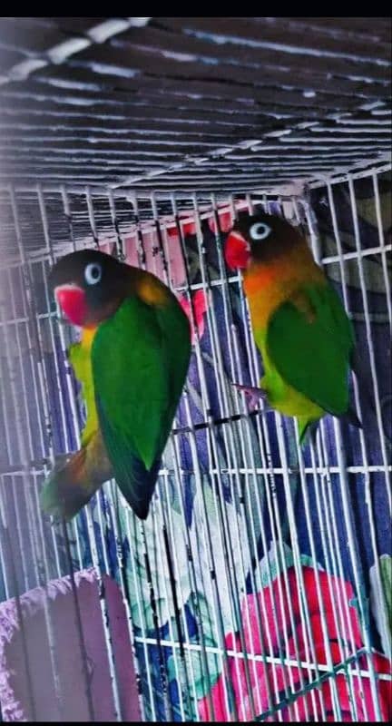 Black Mask Lovebird Breeder Pair and Green Fisher Lovbird Breeder Pair 0