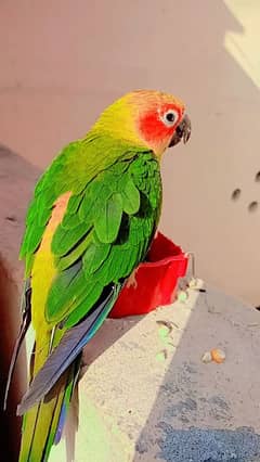 sun conure