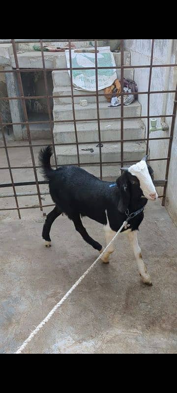 Black Chamba Bakra 1