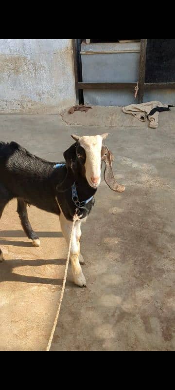 Black Chamba Bakra 6